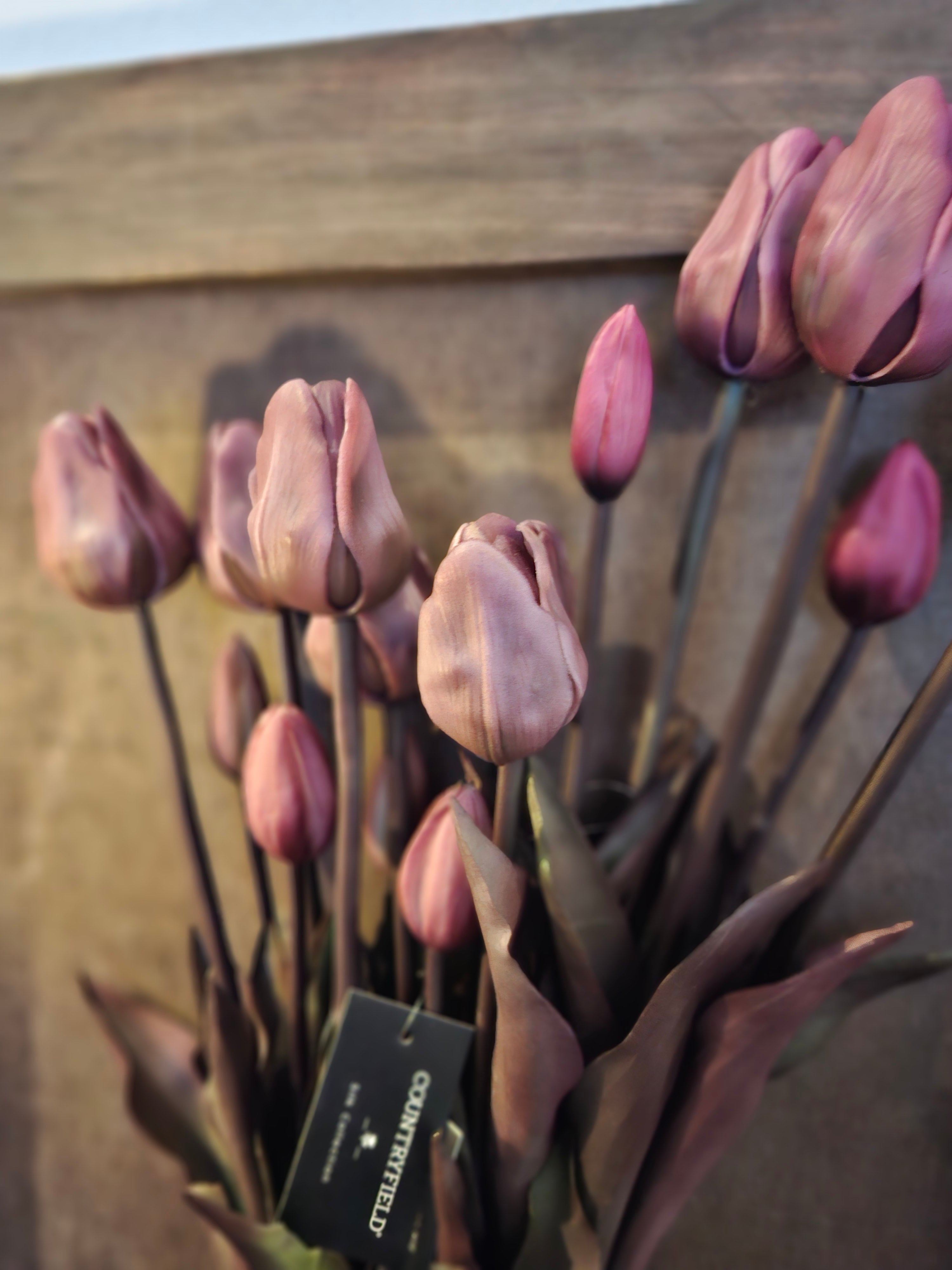 Tulpen bos lang donkerpaars