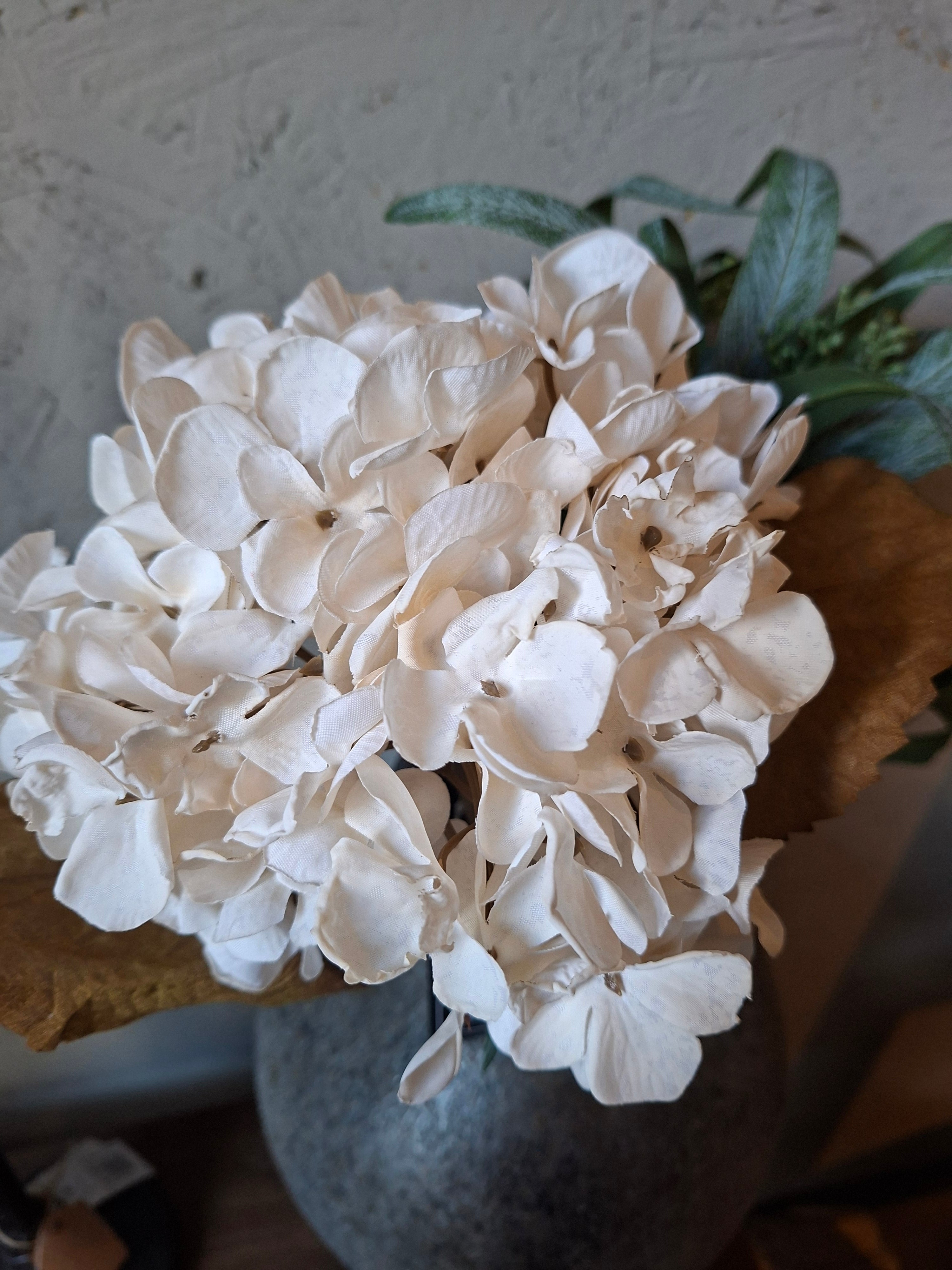 Witte Hortensia