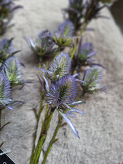 Zijdebloem blauw paarse tak met bolletje