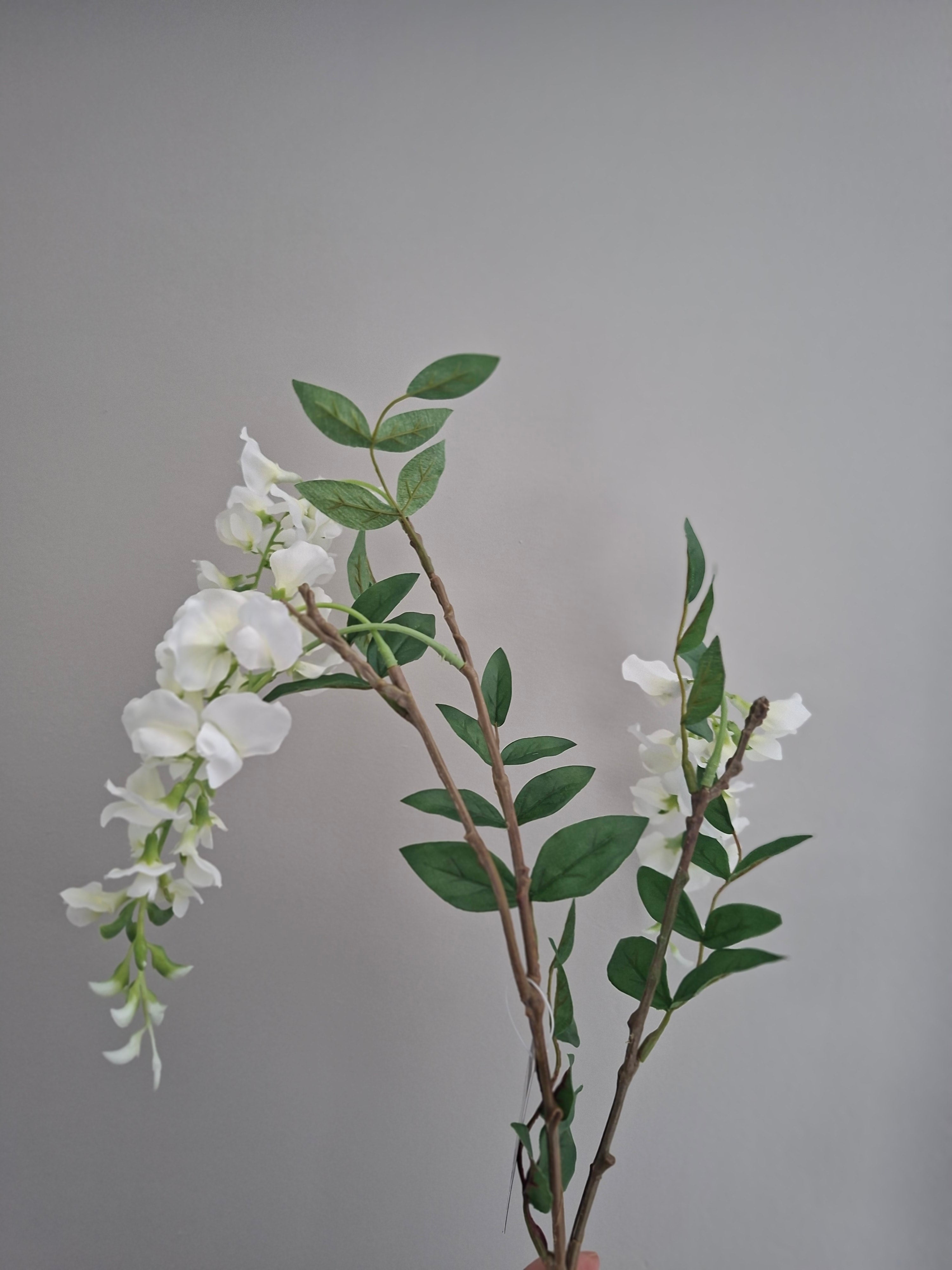 Zijdebloem witte hangbloem