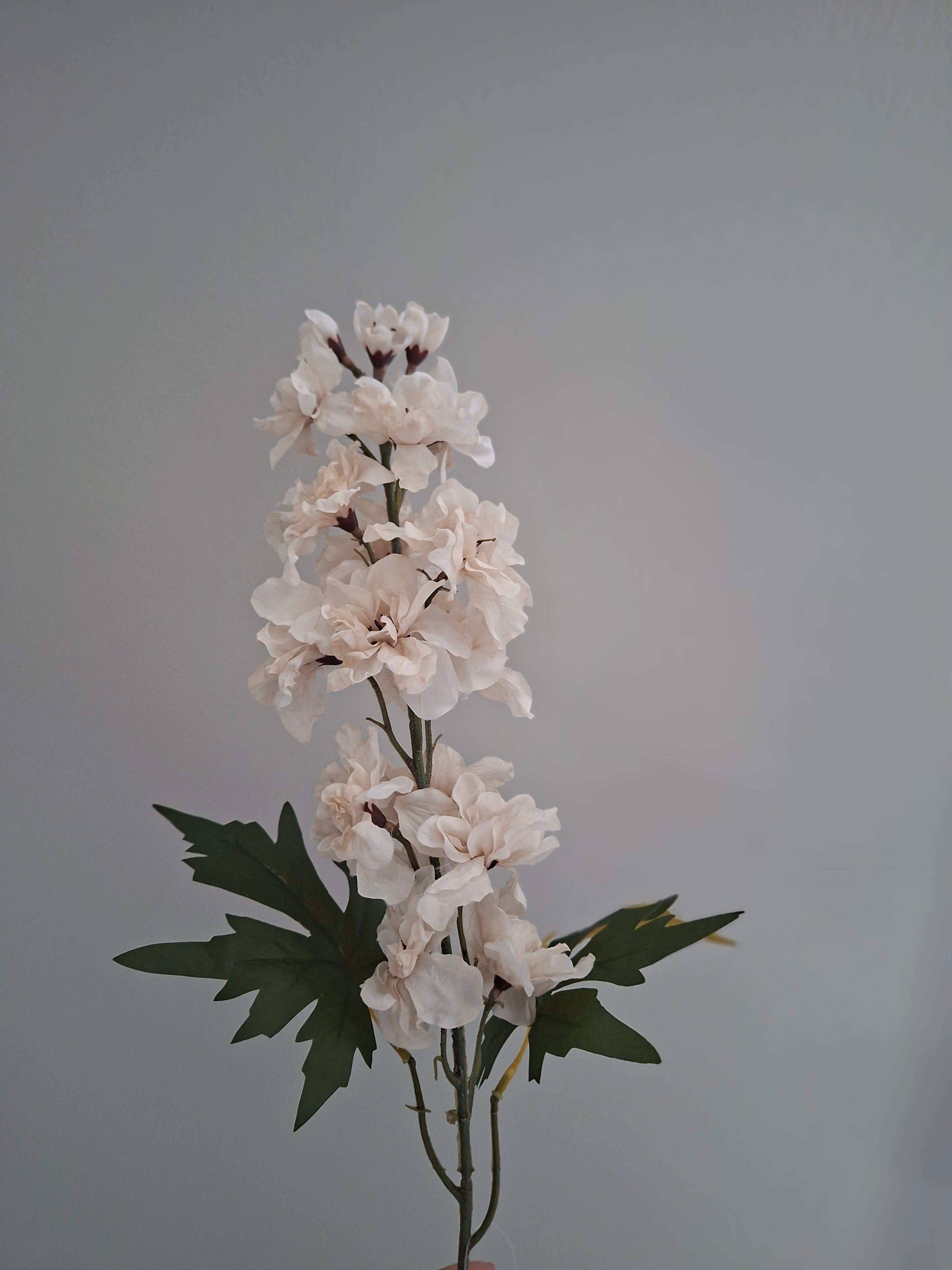 Zijdebloem witte pluim