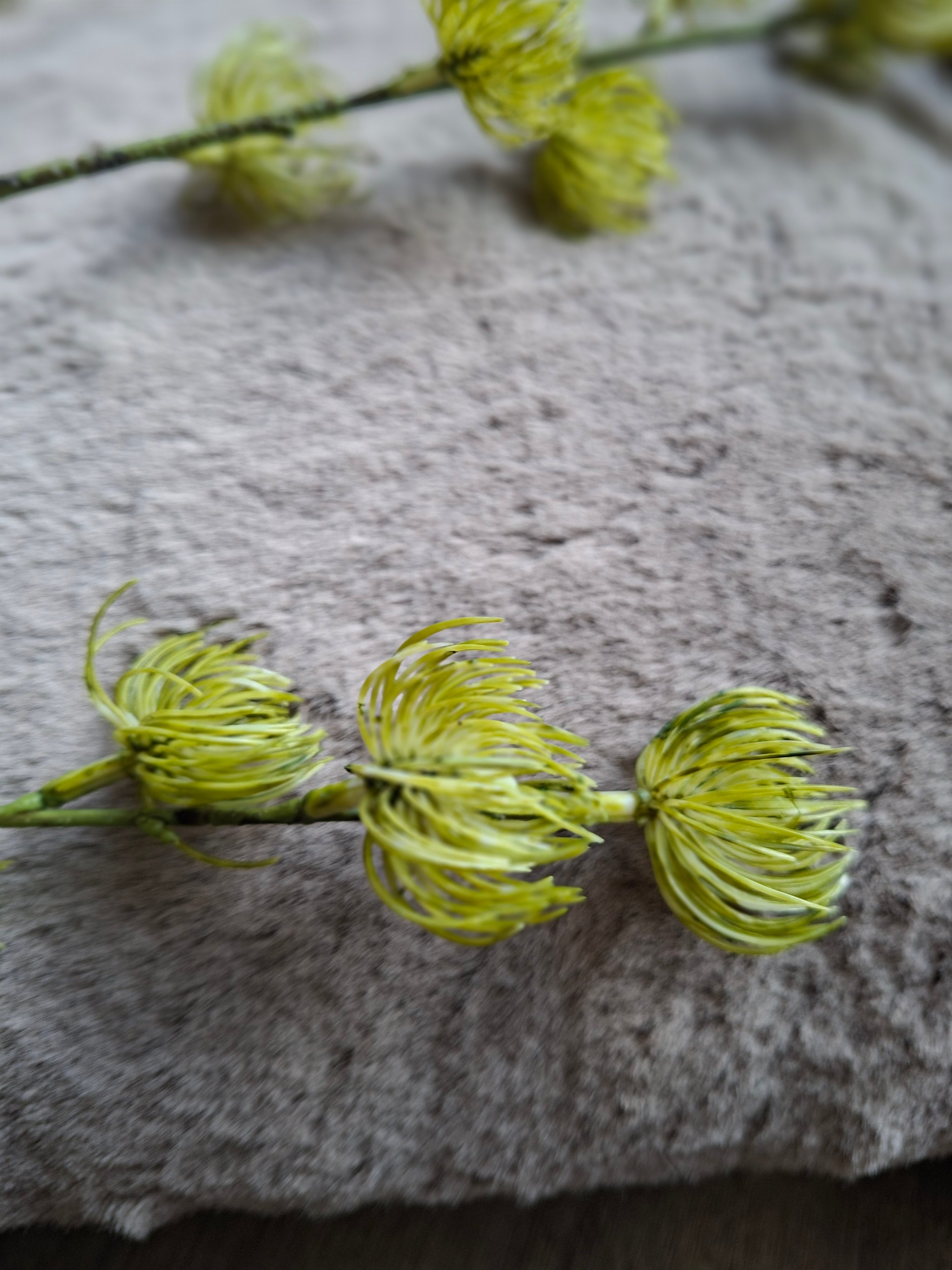 Zijdebloem groen (speldenkussenrotea)