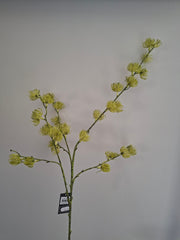 Zijdebloem groen (speldenkussenrotea)