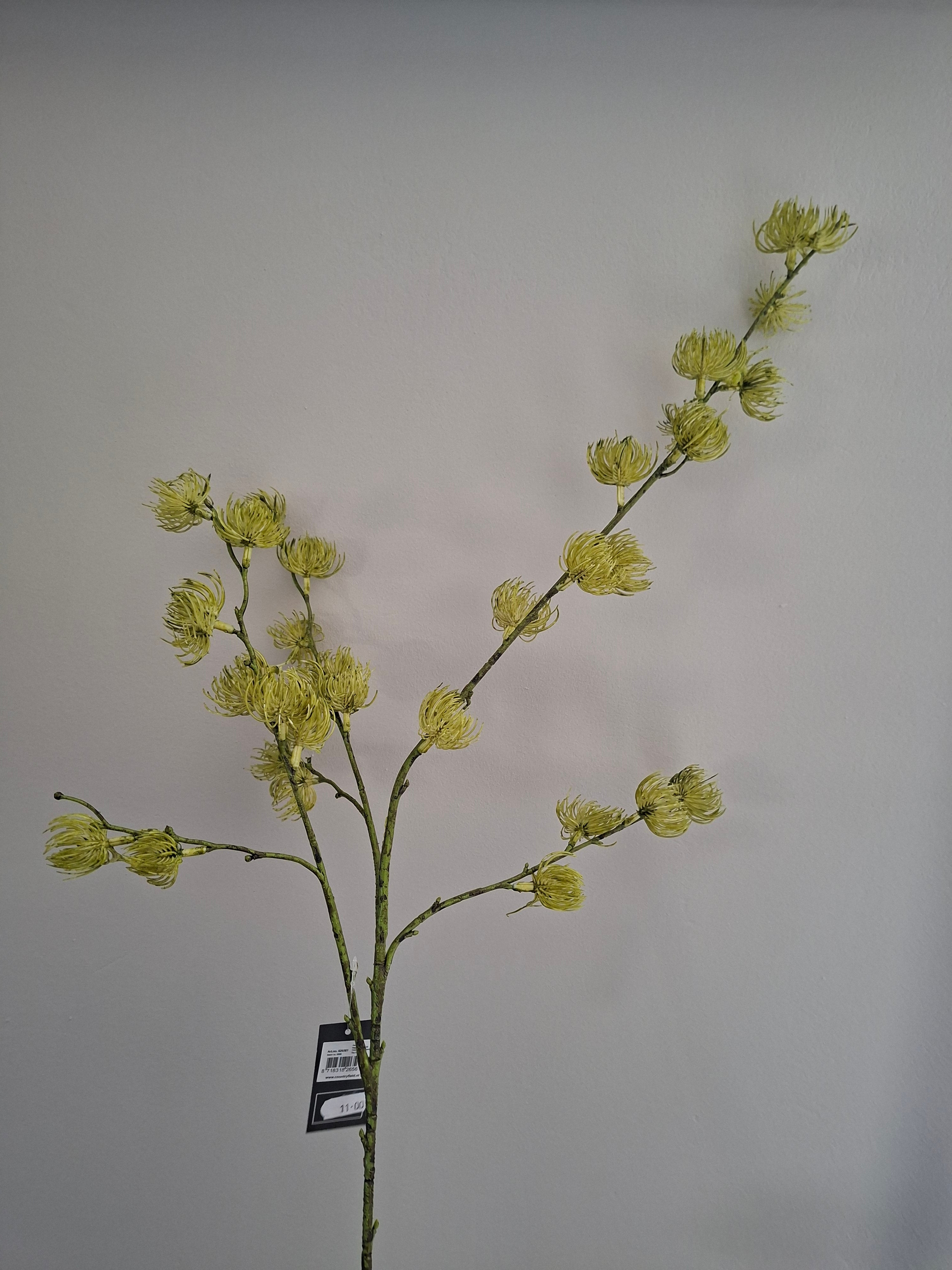 Zijdebloem groen (speldenkussenrotea)