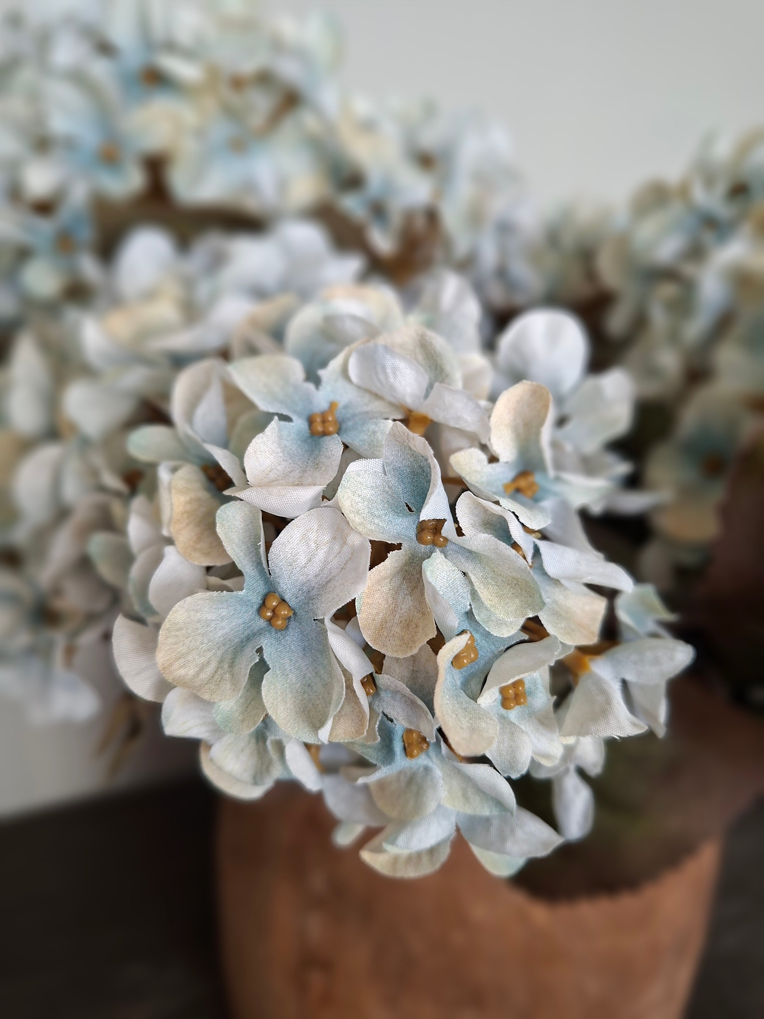 Prachtige blauwe hortensia kort