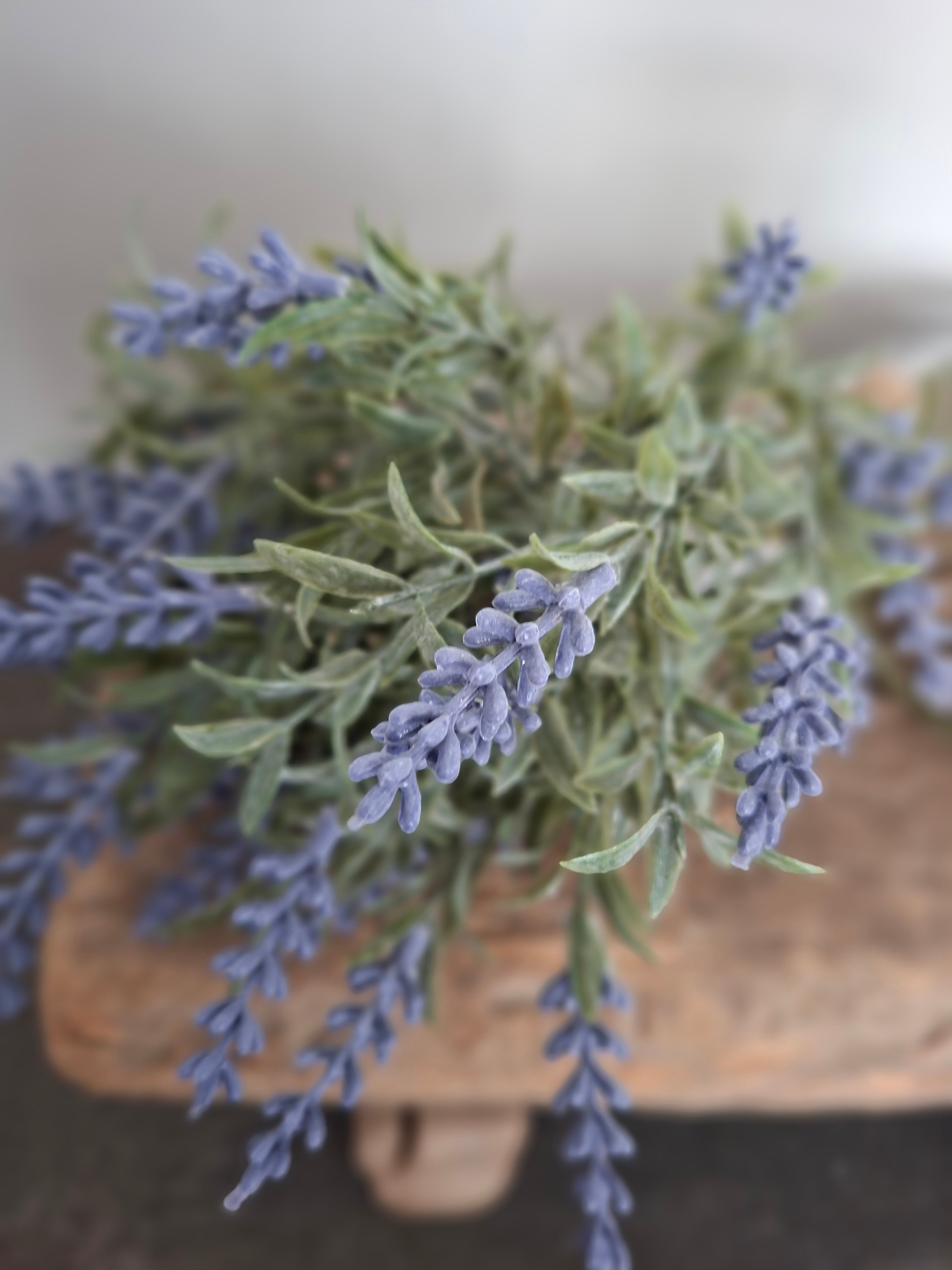 Lavendel paars kort