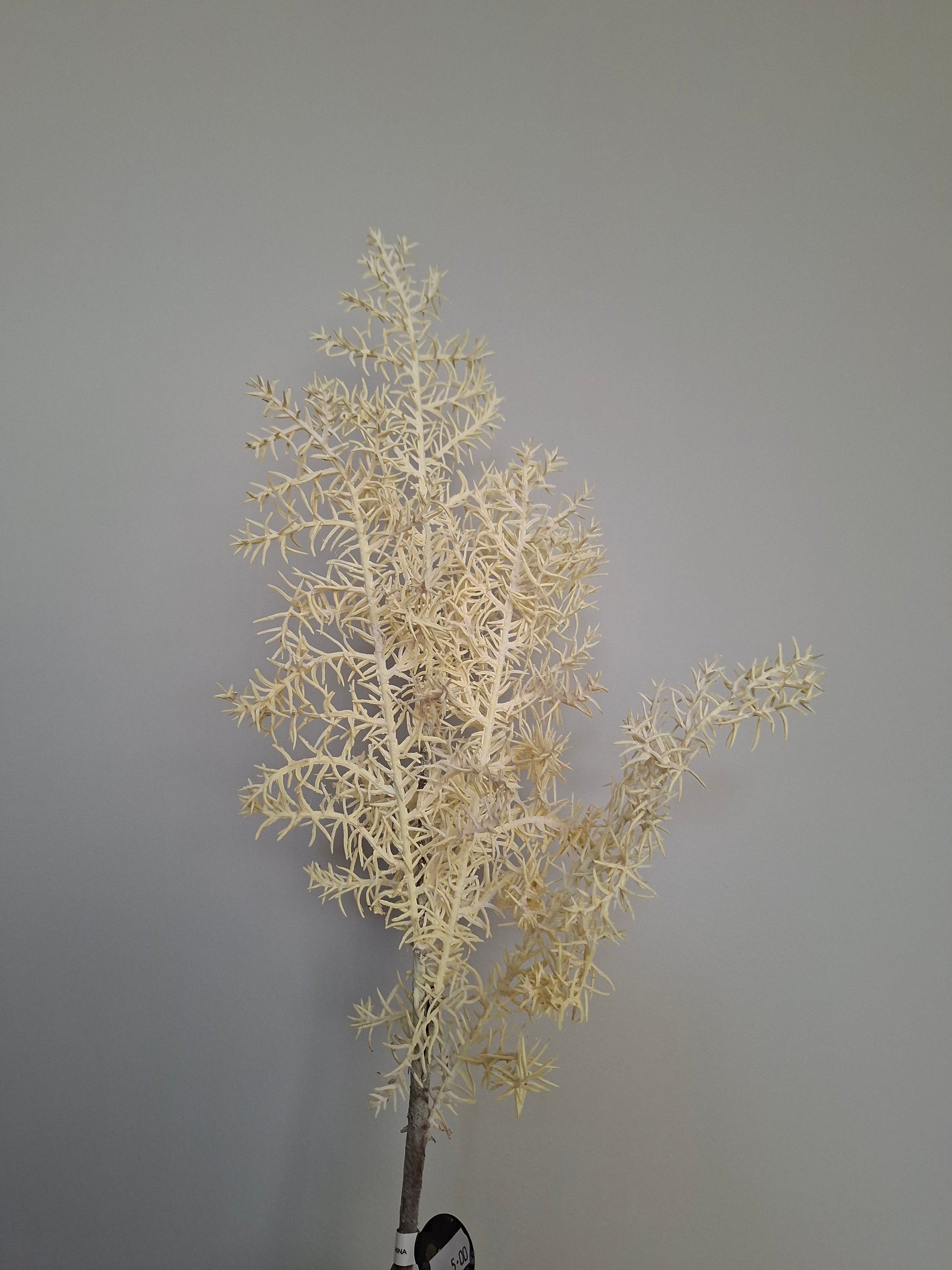 Wilde asparagus tak geel