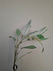 Eucalyptus tak Suzo