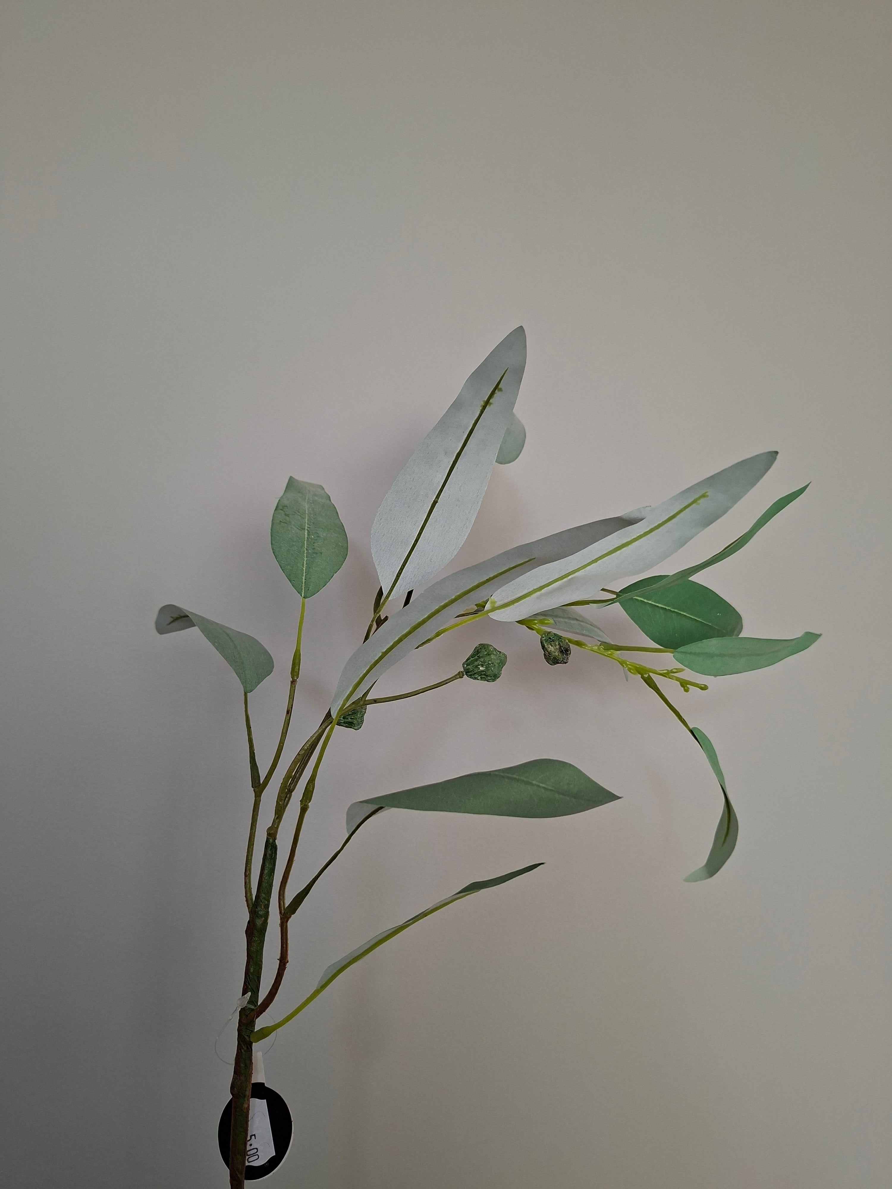 Eucalyptus tak Suzo