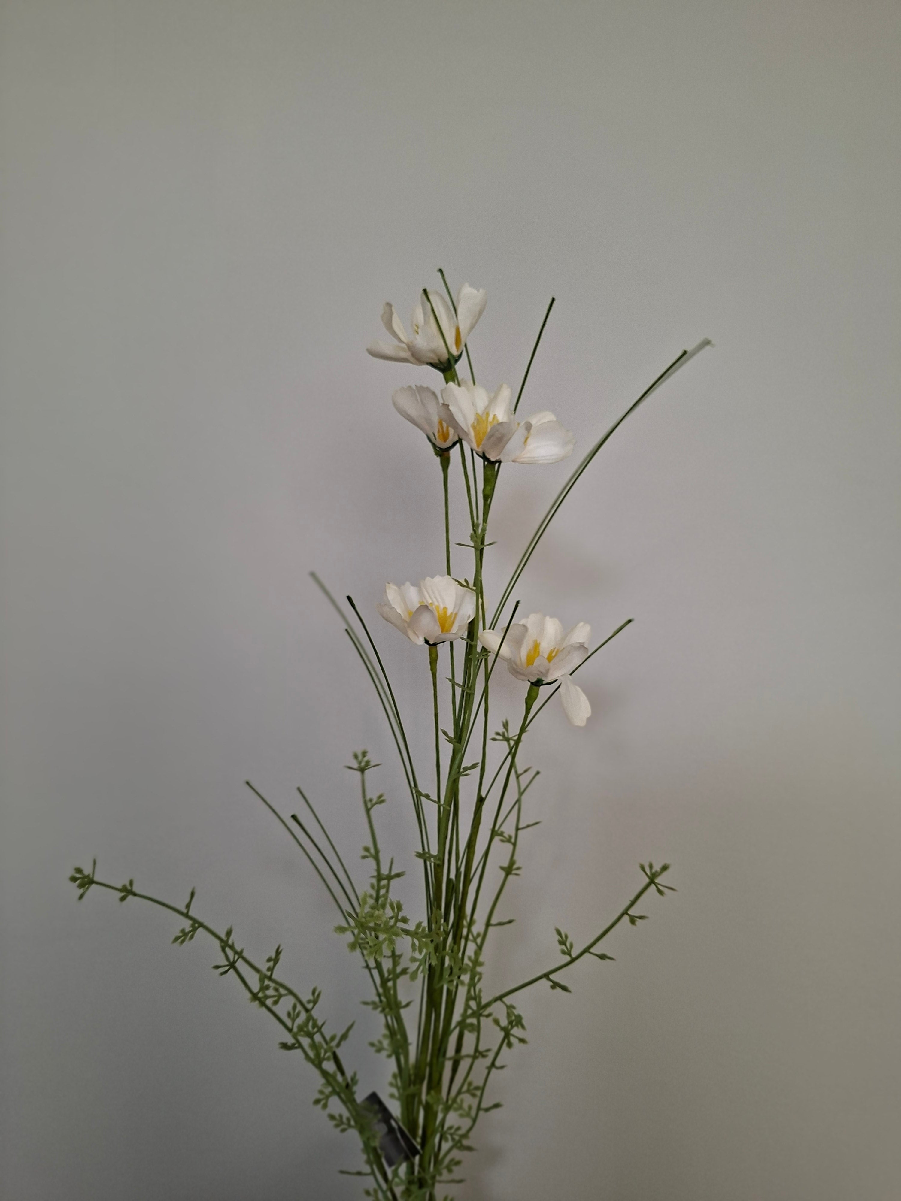 Wild flower assorti 16