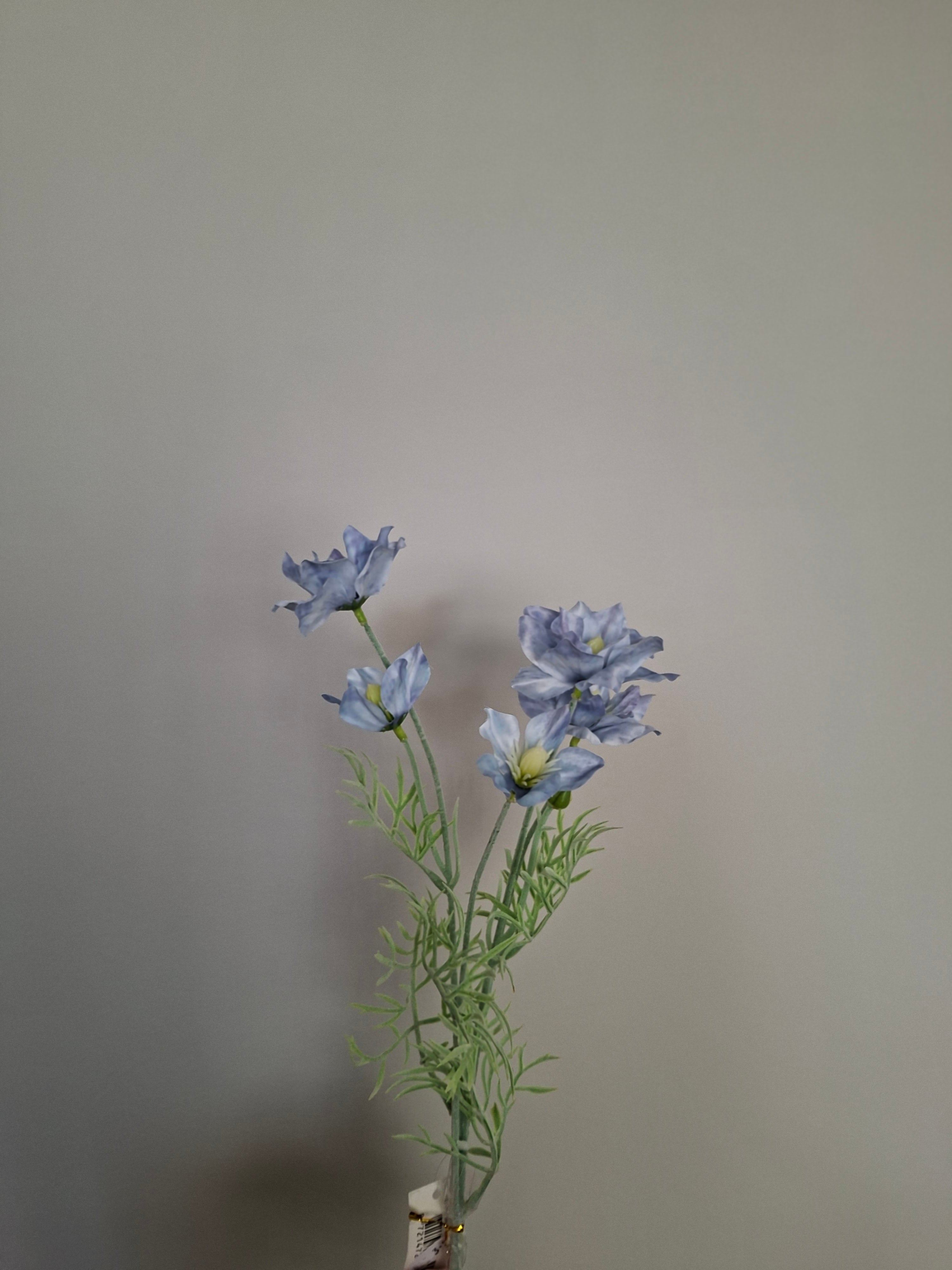 Lotus blue