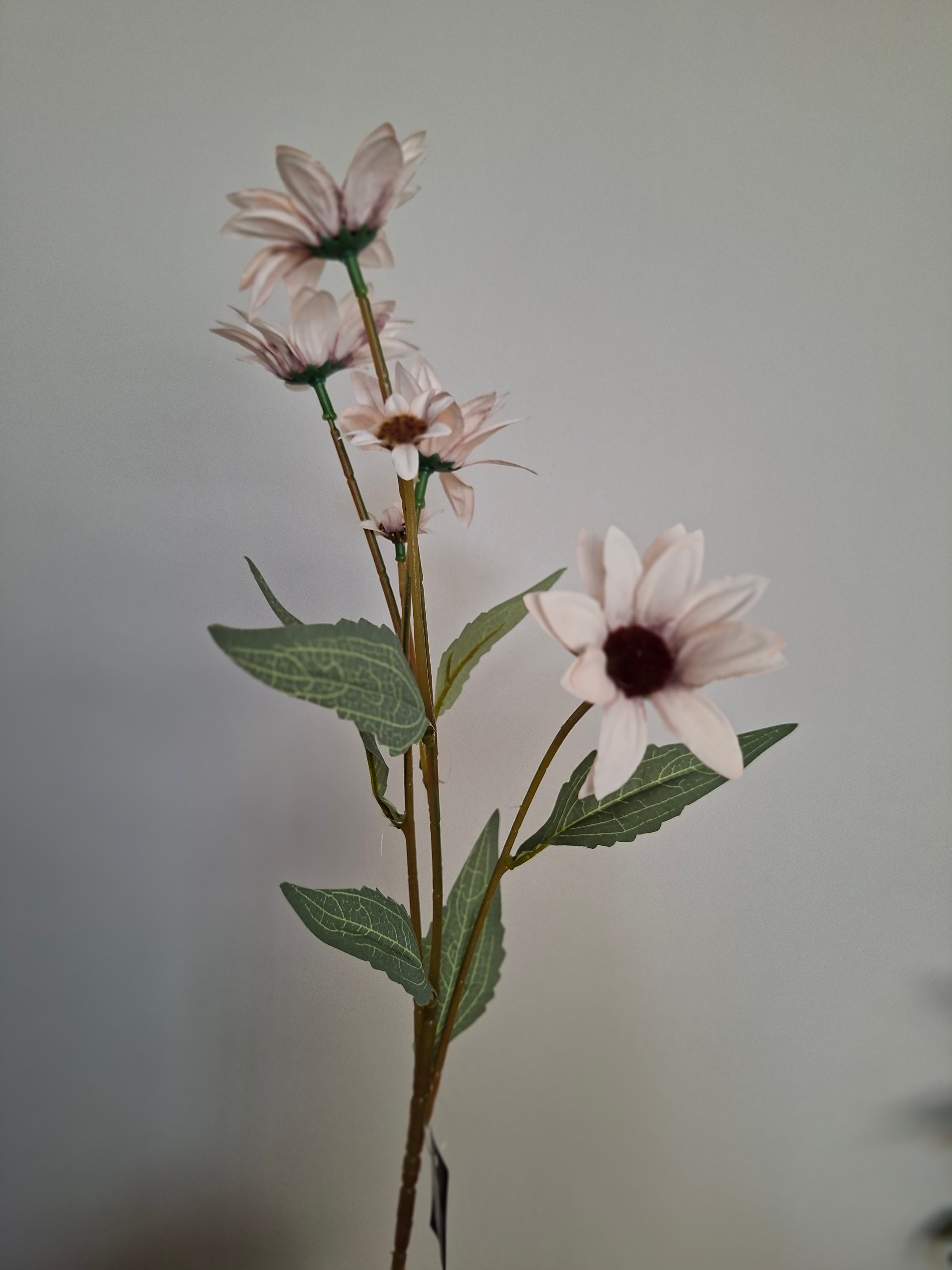Euchinacea old pink, Roze/wit