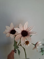 Euchinacea old pink, Roze/wit