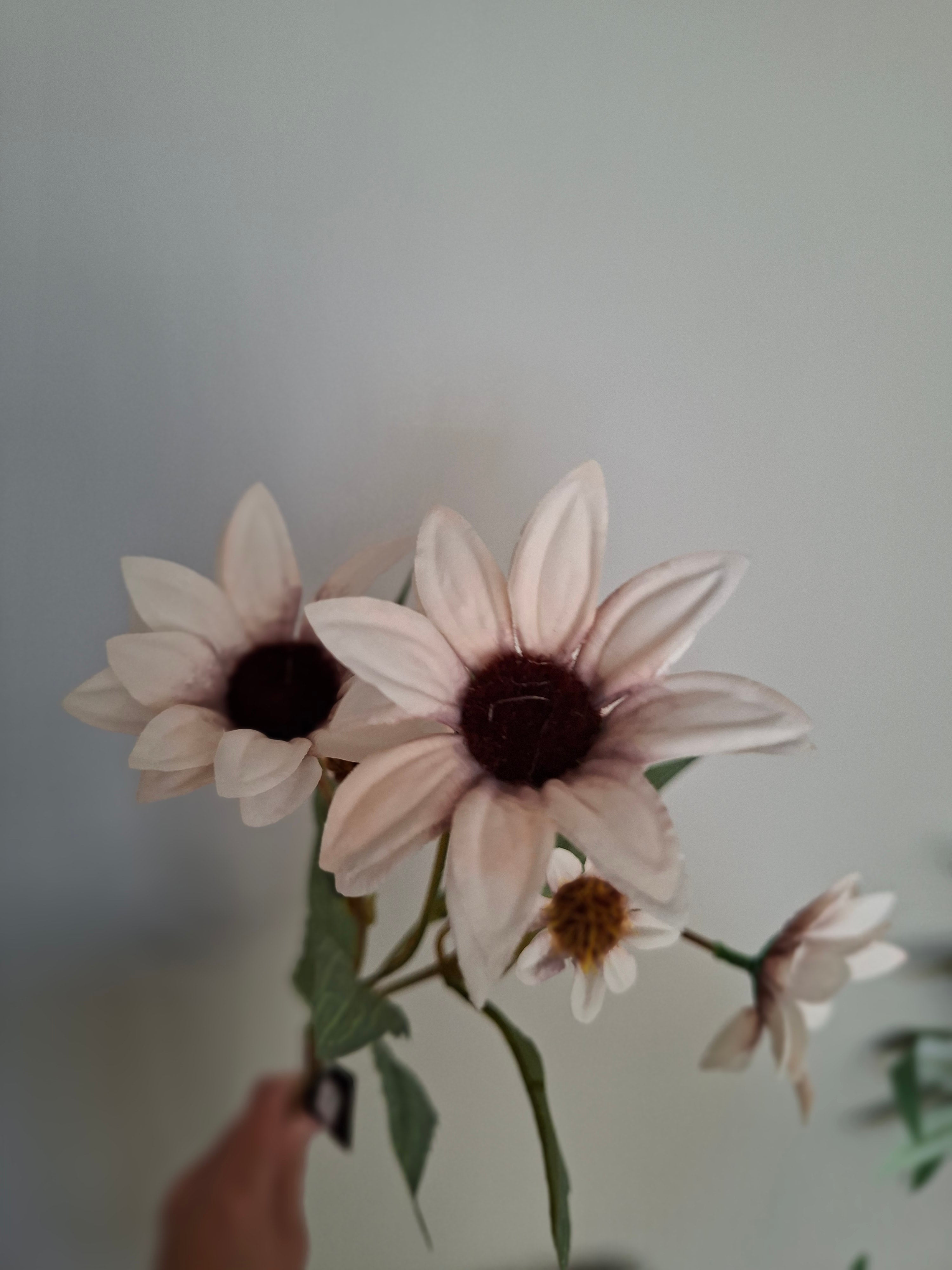 Euchinacea old pink, Roze/wit