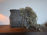 Lange hangplant groen/grijs