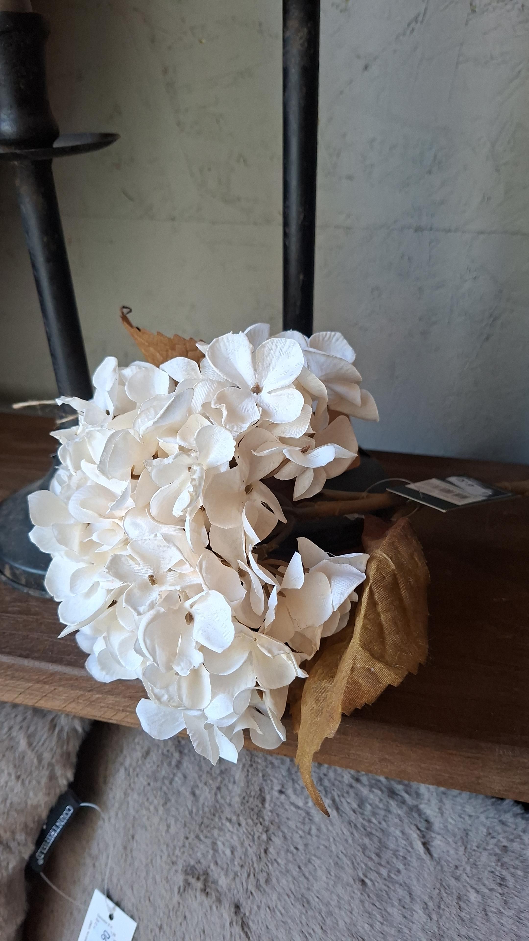 Witte Hortensia